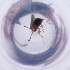 ( - MOZZ00000919A_A3)  @11 [ ] by  Genome Research Ltd as Wellcome Sanger Institute Genome Research Limited operating as Wellcome Sanger Institute