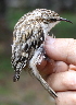  (Certhia familiaris - JMP239-EP)  @14 [ ] Unspecified (default): All Rights Reserved  No Rights Reserved Unspecified