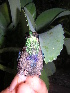  ( - GUY0016-EP)  @12 [ ] Unspecified (default): All Rights Reserved  No Rights Reserved Unspecified