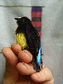  ( - GUY0066-EP)  @14 [ ] Unspecified (default): All Rights Reserved  No Rights Reserved Unspecified