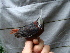  ( - GUY0093-EP)  @11 [ ] Unspecified (default): All Rights Reserved  No Rights Reserved Unspecified