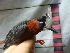  ( - GUY0095-EP)  @11 [ ] Unspecified (default): All Rights Reserved  No Rights Reserved Unspecified