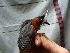  ( - GUY0096-EP)  @11 [ ] Unspecified (default): All Rights Reserved  No Rights Reserved Unspecified