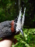  ( - GUY0161-EP)  @11 [ ] Unspecified (default): All Rights Reserved  No Rights Reserved Unspecified