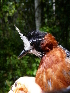  ( - GUY0165-EP)  @11 [ ] Unspecified (default): All Rights Reserved  No Rights Reserved Unspecified
