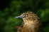  ( - GUY0178-EP)  @14 [ ] Unspecified (default): All Rights Reserved  No Rights Reserved Unspecified
