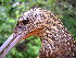  (Xiphorhynchus - GUY0180-EP)  @14 [ ] Unspecified (default): All Rights Reserved  No Rights Reserved Unspecified