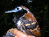  (Myrmoderus ferrugineus - GUY0224-EP)  @14 [ ] Unspecified (default): All Rights Reserved  No Rights Reserved Unspecified