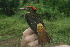  ( - GUY0606-EP)  @11 [ ] Unspecified (default): All Rights Reserved  No Rights Reserved Unspecified