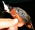  ( - GUY0753-EP)  @11 [ ] Unspecified (default): All Rights Reserved  No Rights Reserved Unspecified