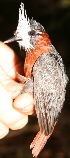  ( - GUY0756-EP)  @11 [ ] Unspecified (default): All Rights Reserved  No Rights Reserved Unspecified