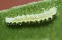  ( - FRC00032)  @11 [ ] CreativeCommons - Attribution Non-Commercial Share-Alike (2017) Carlo L. Seifert Institute of Entomology, Biology Centre CAS, Ceske Budejovice