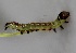  ( - FRC00058)  @12 [ ] CreativeCommons - Attribution Non-Commercial Share-Alike (2017) Carlo L. Seifert Institute of Entomology, Biology Centre CAS, Ceske Budejovice