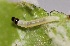  ( - FRC00084)  @12 [ ] CreativeCommons - Attribution Non-Commercial Share-Alike (2017) Carlo L. Seifert Institute of Entomology, Biology Centre CAS, Ceske Budejovice