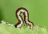  ( - FRC00123)  @12 [ ] CreativeCommons - Attribution Non-Commercial Share-Alike (2017) Carlo L. Seifert Institute of Entomology, Biology Centre CAS, Ceske Budejovice