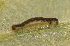  ( - FRC00170)  @12 [ ] CreativeCommons - Attribution Non-Commercial Share-Alike (2017) Carlo L. Seifert Institute of Entomology, Biology Centre CAS, Ceske Budejovice
