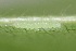  ( - FRC00566)  @11 [ ] CreativeCommons - Attribution Non-Commercial Share-Alike (2017) Carlo L. Seifert Institute of Entomology, Biology Centre CAS, Ceske Budejovice