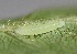  ( - FRC00571)  @11 [ ] CreativeCommons - Attribution Non-Commercial Share-Alike (2017) Carlo L. Seifert Institute of Entomology, Biology Centre CAS, Ceske Budejovice