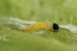  ( - FRC00590)  @12 [ ] CreativeCommons - Attribution Non-Commercial Share-Alike (2017) Carlo L. Seifert Institute of Entomology, Biology Centre CAS, Ceske Budejovice