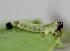  ( - FRC00639)  @12 [ ] CreativeCommons - Attribution Non-Commercial Share-Alike (2017) Carlo L. Seifert Institute of Entomology, Biology Centre CAS, Ceske Budejovice