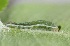  ( - FRC00781)  @11 [ ] CreativeCommons - Attribution Non-Commercial Share-Alike (2017) Carlo L. Seifert Institute of Entomology, Biology Centre CAS, Ceske Budejovice