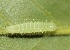  ( - FRC01003)  @11 [ ] CreativeCommons - Attribution Non-Commercial Share-Alike (2017) Carlo L. Seifert Institute of Entomology, Biology Centre CAS, Ceske Budejovice