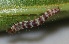  ( - FRC01120)  @11 [ ] CreativeCommons - Attribution Non-Commercial Share-Alike (2017) Carlo L. Seifert Institute of Entomology, Biology Centre CAS, Ceske Budejovice