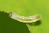  ( - FRC01282)  @12 [ ] CreativeCommons - Attribution Non-Commercial Share-Alike (2017) Carlo L. Seifert Institute of Entomology, Biology Centre CAS, Ceske Budejovice