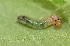  (Pamphilius semicinctus - FRC01284)  @12 [ ] CreativeCommons - Attribution Non-Commercial Share-Alike (2017) Carlo L. Seifert Institute of Entomology, Biology Centre CAS, Ceske Budejovice