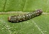  ( - FRC01388)  @11 [ ] CreativeCommons - Attribution Non-Commercial Share-Alike (2017) Carlo L. Seifert Institute of Entomology, Biology Centre CAS, Ceske Budejovice