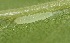  ( - FRC01532)  @11 [ ] CreativeCommons - Attribution Non-Commercial Share-Alike (2017) Carlo L. Seifert Institute of Entomology, Biology Centre CAS, Ceske Budejovice
