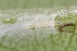  ( - FRC01602)  @11 [ ] CreativeCommons - Attribution Non-Commercial Share-Alike (2017) Carlo L. Seifert Institute of Entomology, Biology Centre CAS, Ceske Budejovice