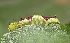  ( - FRC11786)  @12 [ ] CreativeCommons - Attribution Non-Commercial Share-Alike (2017) Carlo L. Seifert Institute of Entomology, Biology Centre CAS, Ceske Budejovice