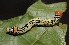 ( - FRC11852)  @12 [ ] CreativeCommons - Attribution Non-Commercial Share-Alike (2017) Carlo L. Seifert Institute of Entomology, Biology Centre CAS, Ceske Budejovice