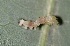  ( - FRC12145)  @11 [ ] CreativeCommons - Attribution Non-Commercial Share-Alike (2017) Carlo L. Seifert Institute of Entomology, Biology Centre CAS, Ceske Budejovice