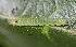  ( - FRC12189)  @11 [ ] CreativeCommons - Attribution Non-Commercial Share-Alike (2017) Carlo L. Seifert Institute of Entomology, Biology Centre CAS, Ceske Budejovice