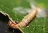  ( - FRC12219)  @11 [ ] CreativeCommons - Attribution Non-Commercial Share-Alike (2017) Carlo L. Seifert Institute of Entomology, Biology Centre CAS, Ceske Budejovice