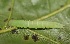  ( - FRC12249)  @11 [ ] CreativeCommons - Attribution Non-Commercial Share-Alike (2017) Carlo L. Seifert Institute of Entomology, Biology Centre CAS, Ceske Budejovice