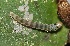  ( - FRC12553)  @11 [ ] CreativeCommons - Attribution Non-Commercial Share-Alike (2017) Carlo L. Seifert Institute of Entomology, Biology Centre CAS, Ceske Budejovice