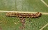  ( - FRC12604)  @11 [ ] CreativeCommons - Attribution Non-Commercial Share-Alike (2017) Carlo L. Seifert Institute of Entomology, Biology Centre CAS, Ceske Budejovice