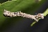  ( - FRC12924)  @12 [ ] CreativeCommons - Attribution Non-Commercial Share-Alike (2017) Carlo L. Seifert Institute of Entomology, Biology Centre CAS, Ceske Budejovice
