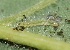  ( - FRC12958)  @11 [ ] CreativeCommons - Attribution Non-Commercial Share-Alike (2017) Carlo L. Seifert Institute of Entomology, Biology Centre CAS, Ceske Budejovice