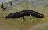  ( - FRC13058)  @11 [ ] CreativeCommons - Attribution Non-Commercial Share-Alike (2017) Carlo L. Seifert Institute of Entomology, Biology Centre CAS, Ceske Budejovice