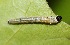  ( - FRC20013)  @12 [ ] CreativeCommons - Attribution Non-Commercial Share-Alike (2017) Carlo L. Seifert Institute of Entomology, Biology Centre CAS, Ceske Budejovice