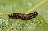  ( - FRC20045)  @11 [ ] CreativeCommons - Attribution Non-Commercial Share-Alike (2017) Carlo L. Seifert Institute of Entomology, Biology Centre CAS, Ceske Budejovice