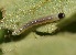  ( - FRC20335)  @12 [ ] CreativeCommons - Attribution Non-Commercial Share-Alike (2017) Carlo L. Seifert Institute of Entomology, Biology Centre CAS, Ceske Budejovice