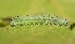  (Periclista inaequidens - FRC20374)  @15 [ ] CreativeCommons - Attribution Non-Commercial Share-Alike (2017) Carlo L. Seifert Institute of Entomology, Biology Centre CAS, Ceske Budejovice