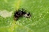  ( - FRC20675)  @12 [ ] CreativeCommons - Attribution Non-Commercial Share-Alike (2017) Carlo L. Seifert Institute of Entomology, Biology Centre CAS, Ceske Budejovice