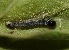  ( - FRC20699)  @12 [ ] CreativeCommons - Attribution Non-Commercial Share-Alike (2017) Carlo L. Seifert Institute of Entomology, Biology Centre CAS, Ceske Budejovice