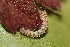  ( - FRC20700)  @12 [ ] CreativeCommons - Attribution Non-Commercial Share-Alike (2017) Carlo L. Seifert Institute of Entomology, Biology Centre CAS, Ceske Budejovice